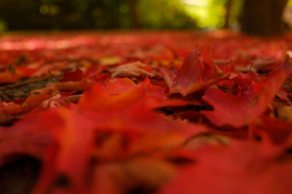 Fujinon XF 16mm F1.4
